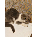 Ищут дом домашние котики — они очень ждут своих людей