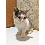 Ищут дом домашние котики — они очень ждут своих людей