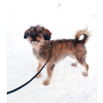 Редкой внешности собачка ищет дом