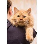 Рыжик ищет дом!