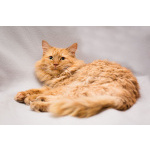 Рыжик ищет дом!