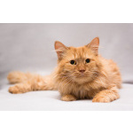 Рыжик ищет дом!