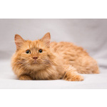 Рыжик ищет дом!