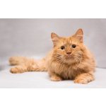 Рыжик ищет дом!