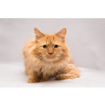 Рыжик ищет дом!