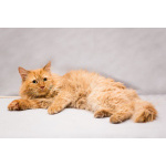 Рыжик ищет дом!