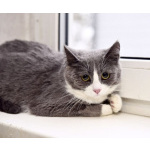 Фима- милая и немножко трусливая кошечка!