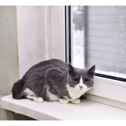 Фима- милая и немножко трусливая кошечка!