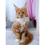 Мальчик Мейн-кун