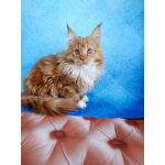 Мальчик Мейн-кун