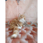 Мальчик Мейн-кун