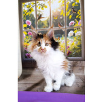 Девочки Мейн-кун