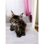 Девочки Мейн-кун