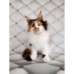 Девочки Мейн-кун