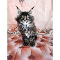 Девочки Мейн-кун