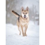 Верной, преданной собаке Мяте очень нужен свой родной человек, она ждет и надеется на встречу!