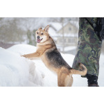 Верной, преданной собаке Мяте очень нужен свой родной человек, она ждет и надеется на встречу!