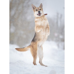 Верной, преданной собаке Мяте очень нужен свой родной человек, она ждет и надеется на встречу!