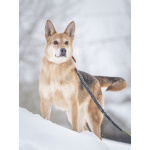 Верной, преданной собаке Мяте очень нужен свой родной человек, она ждет и надеется на встречу!