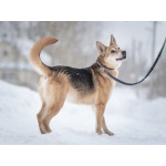 Верной, преданной собаке Мяте очень нужен свой родной человек, она ждет и надеется на встречу!