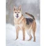 Верной, преданной собаке Мяте очень нужен свой родной человек, она ждет и надеется на встречу!