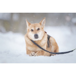 Верной, преданной собаке Мяте очень нужен свой родной человек, она ждет и надеется на встречу!