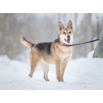 Верной, преданной собаке Мяте очень нужен свой родной человек, она ждет и надеется на встречу!