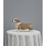 Вельш-корги пемброк – Прекрасные щенки