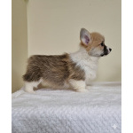 Вельш-корги пемброк – Прекрасные щенки