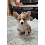 Вельш-корги пемброк – Прекрасные щенки