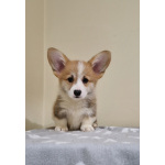 Вельш-корги пемброк – Прекрасные щенки