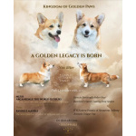 Вельш-корги пемброк – Прекрасные щенки