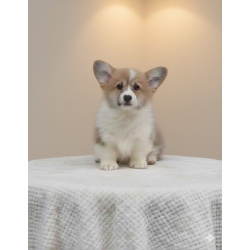 Вельш-корги пемброк – Прекрасные щенки