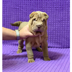 Шарпей без алергии и СПАЙД