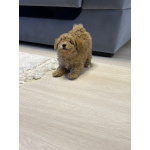 Щенок МАЛЬТИПУ