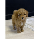 Щенок МАЛЬТИПУ