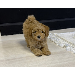 Щенок МАЛЬТИПУ