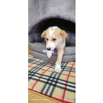 Три маленьких щеночка с короткими лапками