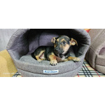 Три маленьких щеночка с короткими лапками