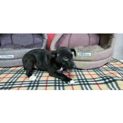 Очень ласковый щеночек с короткими лапками