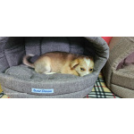 Три маленьких щеночка с короткими лапками