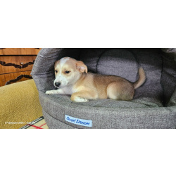 Три маленьких щеночка с короткими лапками