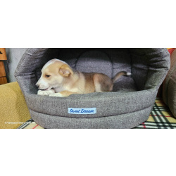 Три маленьких щеночка с короткими лапками