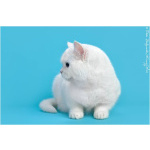 Белая британская кошка котенок