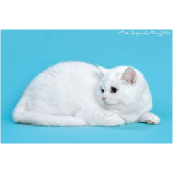 Белая британская кошка котенок