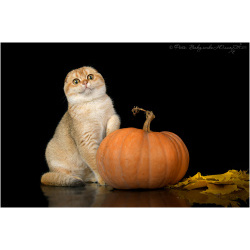 Шотландская вислоухая золотая шиншилла