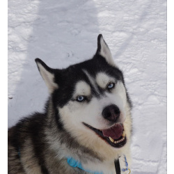 Хаски Зевс очень ждет