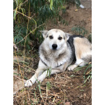 Лайка Белка хозяйственная девочка