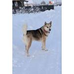 Лайка Белка хозяйственная девочка