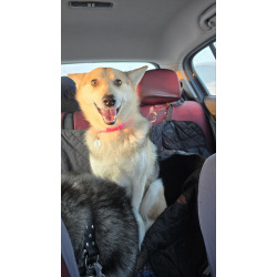 Лайка Белка хозяйственная девочка